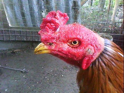 Beli ayam philipin online berkualitas dengan harga murah terbaru 2021 di tokopedia! Ayam Sabung: Akhbar Sabung