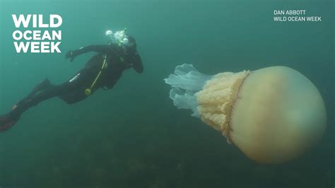 Giant Jellyfish Spotted By Divers Off The Coast Of England