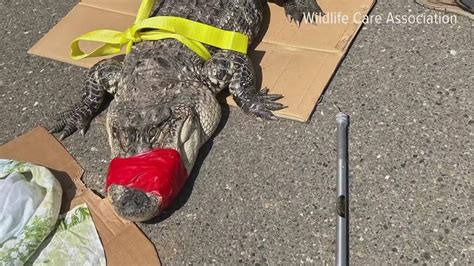 Alligator Found Along American River In Sacramento County
