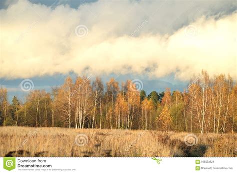 The Dright Yellow Trees Under White Clouds Stock Image Image Of