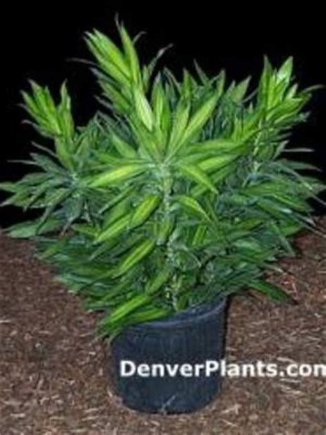 Song of india/jamaica has long narrow leaves that are green in the center and have creamy yellow edges. Care tips for Song of Jamaica : Grows on You