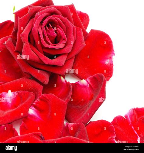 Red Rose Isolated On A White Background Stock Photo Alamy