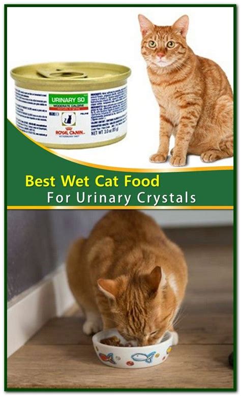 Simultaneously, making homemade food can strengthen the immune system and fight inflammation. Best Wet Food For Urinary Health In Cats di 2020