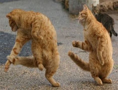 40 All Time Funny Pictures Of Dancing Animals