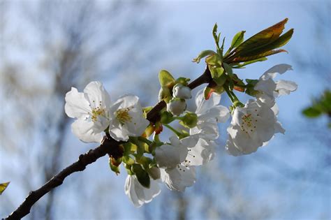 White Flowers Of The Peach Tree Emilie Robert Flickr
