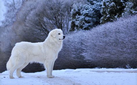 Great Pyrenees Wallpapers Wallpaper Cave