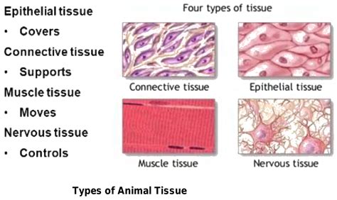 Diagram Of Tissue