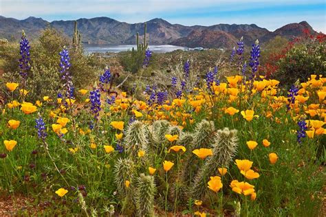 Sonoran Desert Bloom Arizona Wildflowers Desert Photography Desert