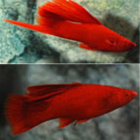Introducing Black Mollies Platys And Swordtails To The Freshwater