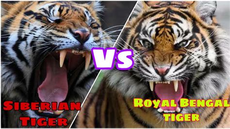 Siberian Tiger Vs Royal Bengal Tiger Siberian Tiger Vs Bengal Tiger