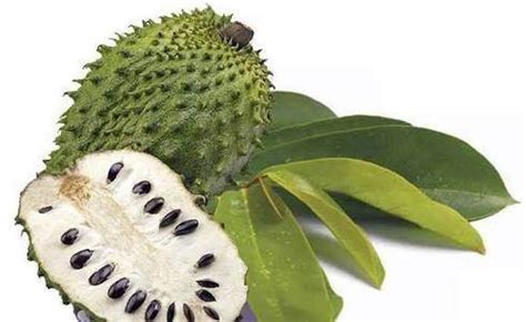 Dalam satu kajian saintifik, ekstrak. Is cherimoya the other name of graviola fruit? - Quora