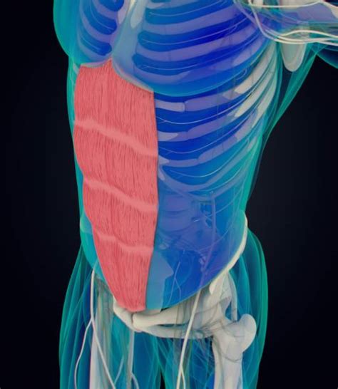 Rectus Abdominis Muscle Stock Photos Pictures And Royalty Free Images