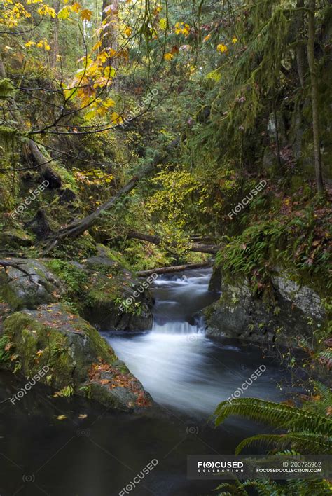 Forest Creek In Goldstream Provincial Park Langford British Columbia