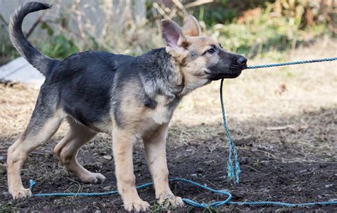 4 Month Old German Shepherd Everything You Need To Know