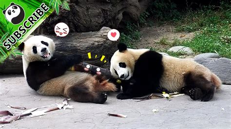 Two Pandas Only One Bamboo A Fight Is Around The Corner Ipanda