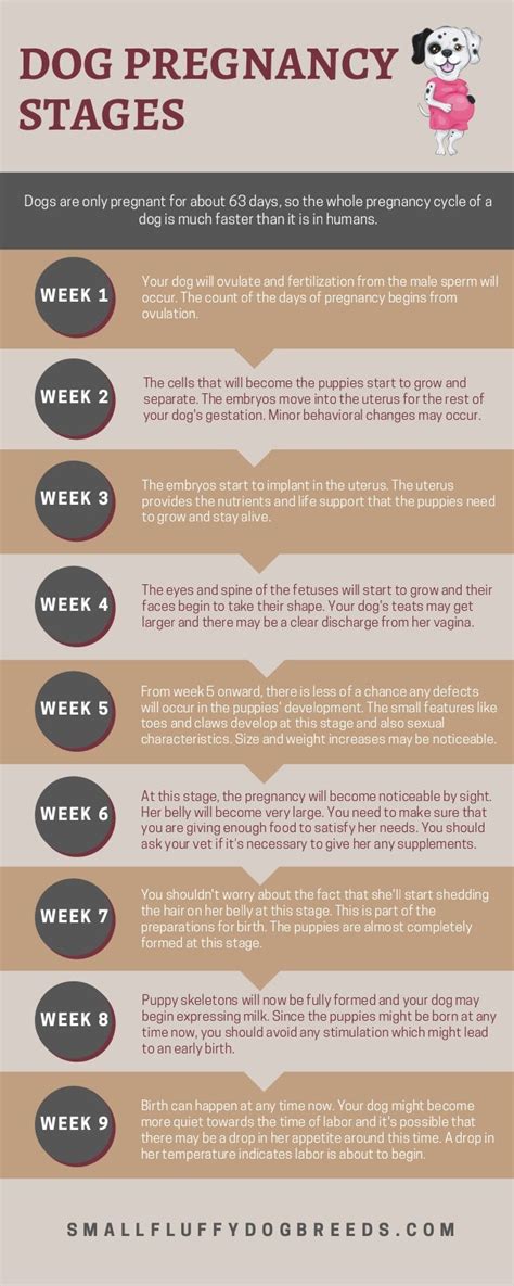 Dog Pregnancy Stages Week By Week