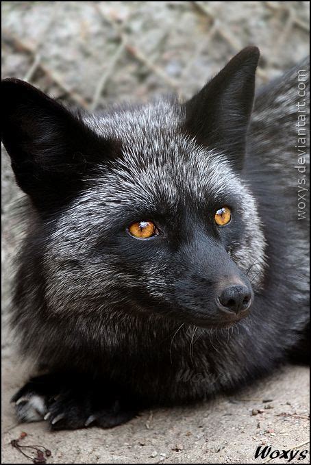 Silver Beauty ~ By Woxys Fox Nature Beauty Fox Pet