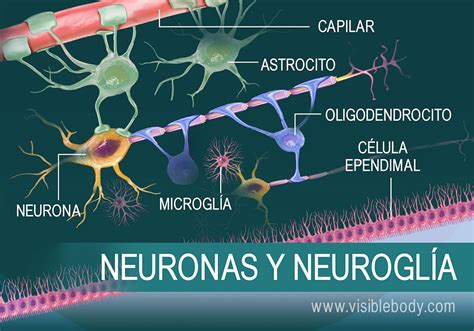 Hacia Fuera Accesible Definir Que Son Las Neuronas Y Cuales Son Sus