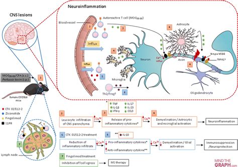 Schematic Representation Of The Neuroinflammatory Responses In