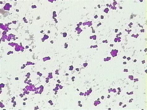 Reading Prokaryotes Biology Ii Laboratory Manual