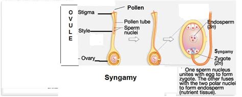Wht Is Synagmy Wht Happens After It In Plants Explain Wd Diagram