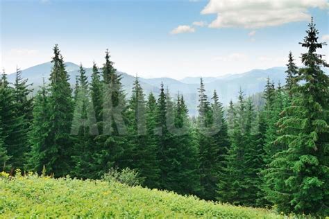 Beautiful Pine Trees On Background High Mountains Photographic Print