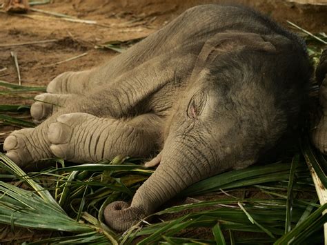 Photo Of Baby Elephant Sleeping On The Ground · Free Stock Photo