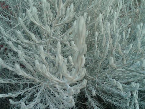 Dicas sobre como cultivar arbustos emu. Emu Bush: Friend of the Desert - The Smarter Gardener