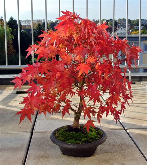 Bonsai Tree Seeds Japanese Red Maple 20 Seeds Highly Prized For