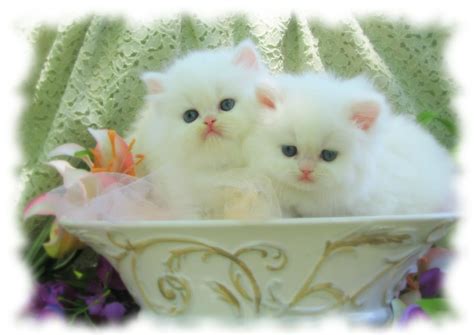Funny and cutest white fluffy persian kitten video. FLUFFY KITTENS | ... , Eyes, Flowers, Fluffy, Friends ...