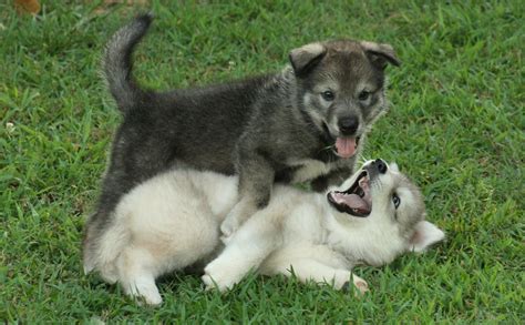 Wolf Dog Puppies Play Img3422 Picnik The Wolf Dog Pup Flickr