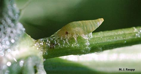 Froghoppers And Spittlebugs Here And There Cercopidae And