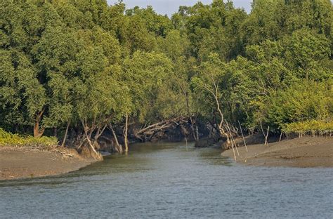 Picturing The Sundarbans A Region In Crisis Waterkeeper