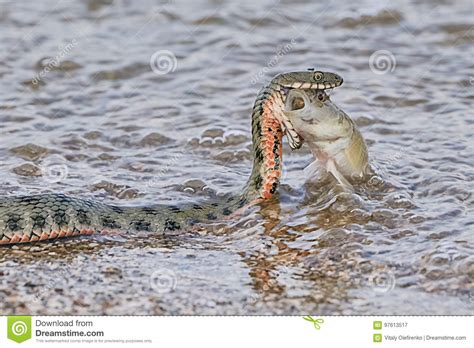 Natrix Natrix Reptile Also Called Water Snake Stock Photography