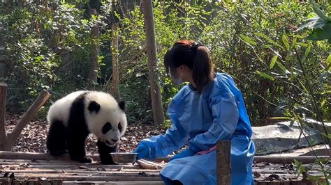 Chengdu Panda Tour Youtube