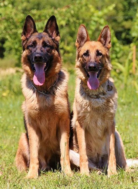 Police Dog Names German Shepherd Policejullle