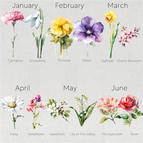 Birth Month Flowers Clip Art Flower Png Birth Flower Png Floral Png