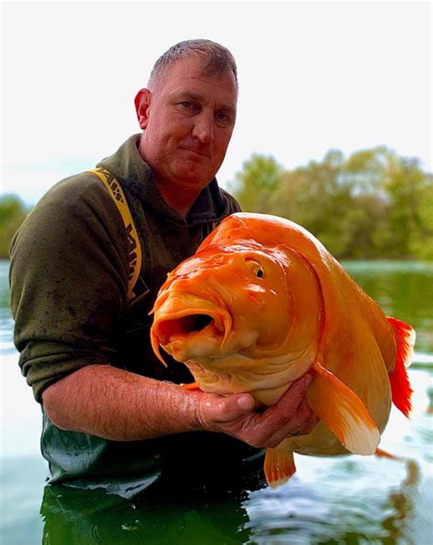 British Angler Andy Hackett Catches One Of The Worlds Biggest Goldfish