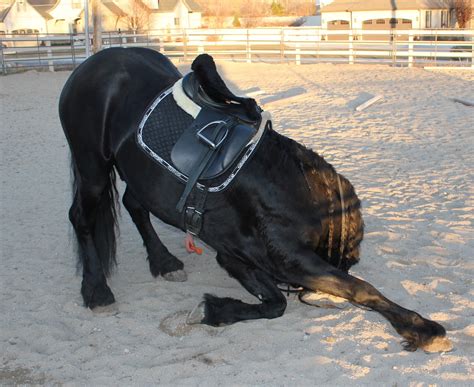 Royal Grove Stables Blog How To Teach A Horses To Bow