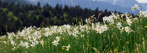 Daffodils And Stars At Les Pléiades Vevey Switzerland Flower Fields