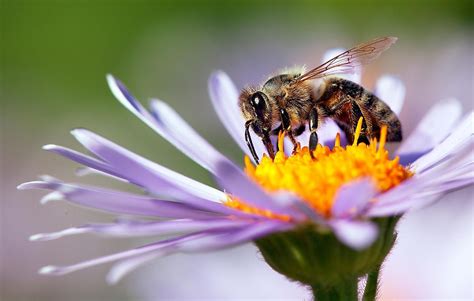 How Long Do Honey Bees Live Worldatlas