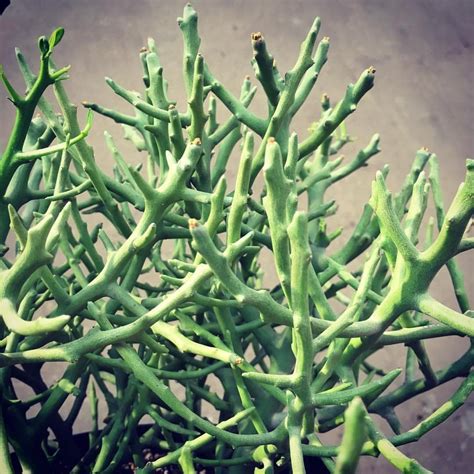 Cuidados com a planta Euphorbia stenoclada ou Tirucalia stenoclada ...