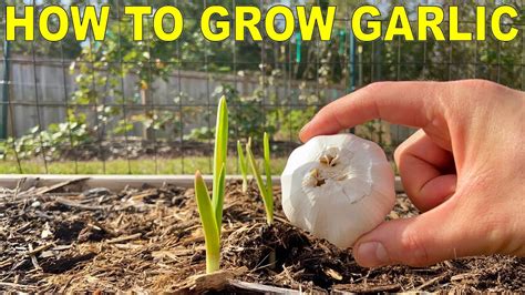 How To Grow Garlic Complete Guide Youtube