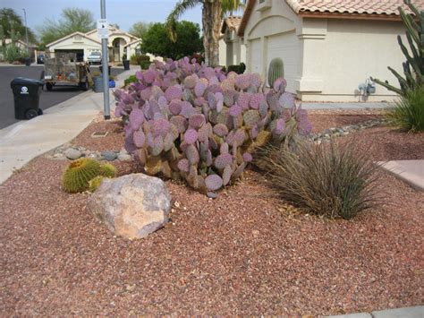 Cactus Xeriscape Project Pacific Dreamscapes