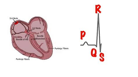 The Basics Of The ECG In 5 Min YouTube