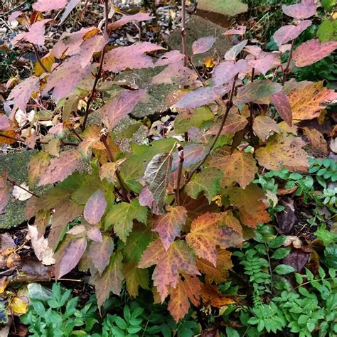 Viburnum Acerifolium Maple Leaf Viburnum Qt Super Plugs Greentec