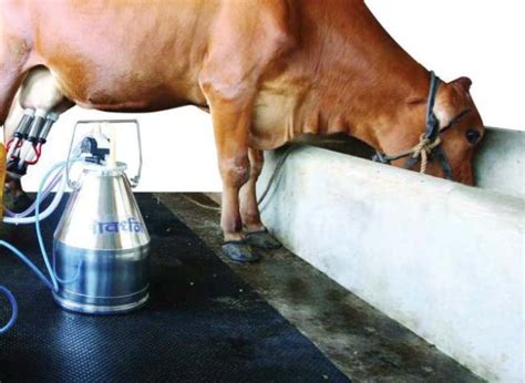 Milk Production And Food Safety