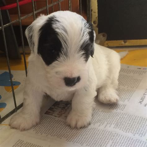 The sealyham terrier is the result of a breeding program conducted by captain john edwardes of sealyham puppies are very active, but these dogs mature into calm, relaxed, low energy adults in. Sealyham Terrier puppies | Sherborne, Dorset | Pets4Homes