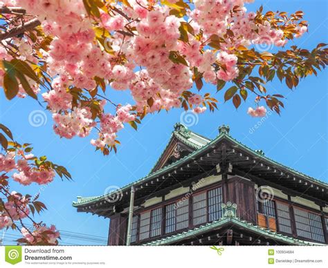 Japanese Building With Cherry Blossoms Stock Photo Image Of Fresh