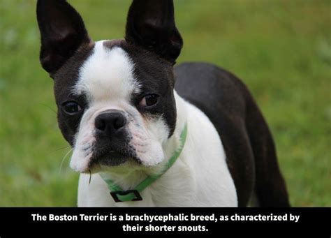 Boston Terrier 101 8 Things To Know About Boston Terriers Terrier Owner